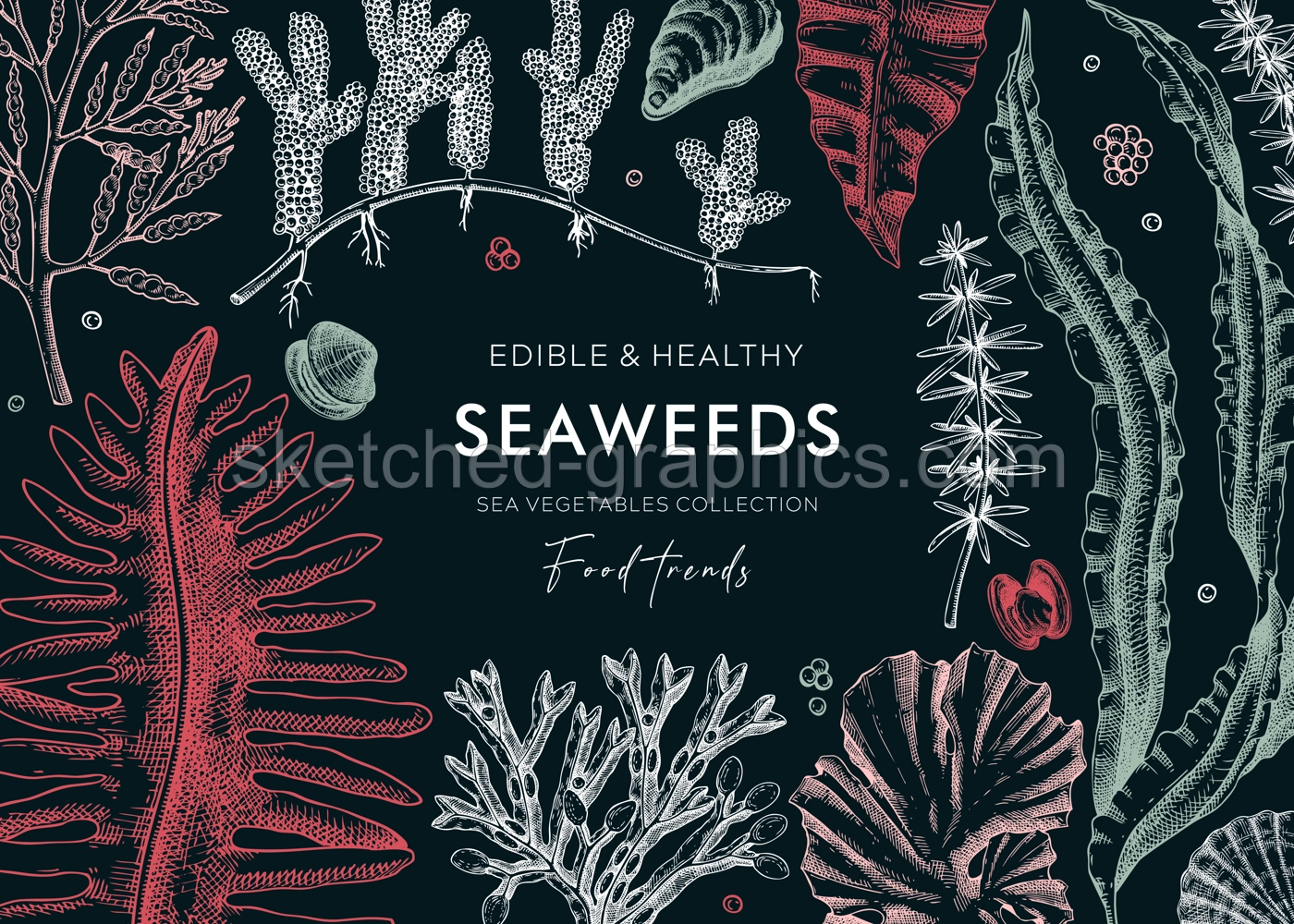 Underwater algae vector frame on chalkboard. Edible seaweed background with hand drawn sea vegetables - kelp, kombu, wakame, hijiki, Irish moss illustration. Healthy food ingredients. Japanese cuisine Illustration